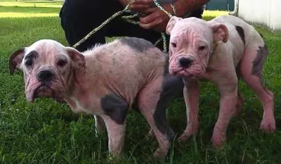 Deux chiots malades et affamés trouvés sur un parcours de golf ; La police sollicite l’aide du public.
