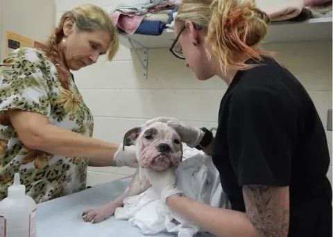 Humane Society of Vero Beach / Facebook
