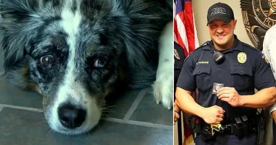 Un agent de police calme une chienne qui l’a mordu dans l’exercice de ses fonctions.