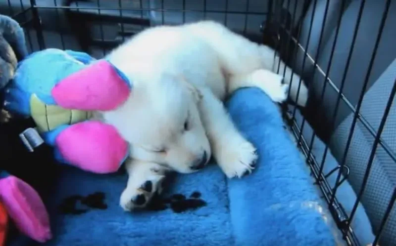 Ils ont ramené ce petit chien chez eux. Il n’y a pas de mot pour décrire ce qui suit.