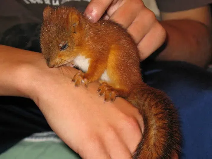 Bebe ecureuil sauve 3