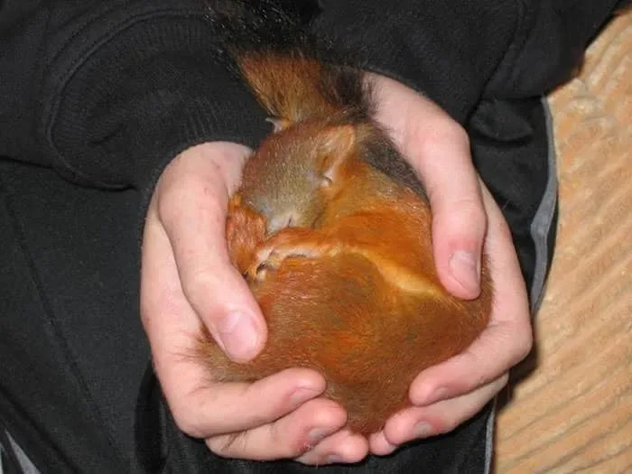 Bebe ecureuil sauve 6