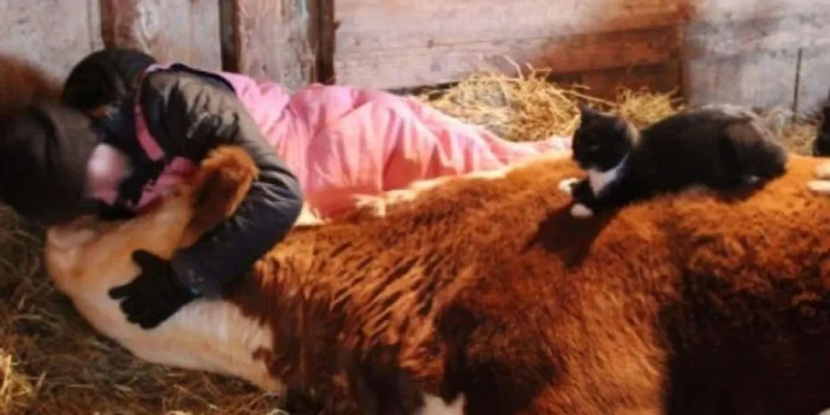 Un chat aimant réconforte son amie jusqu’à son dernier souffle