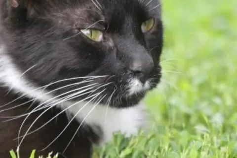 Un_chat_aimant_réconforte_son-02