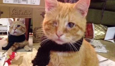 Un chat aveugle sauvé sur le bord de la route retrouve l’amour et la chaleur!