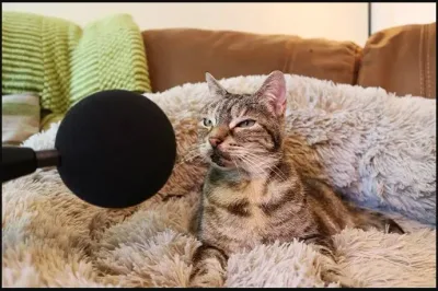 Un chat de 14 ans établit le record Guinness du ronronnement le plus fort au monde