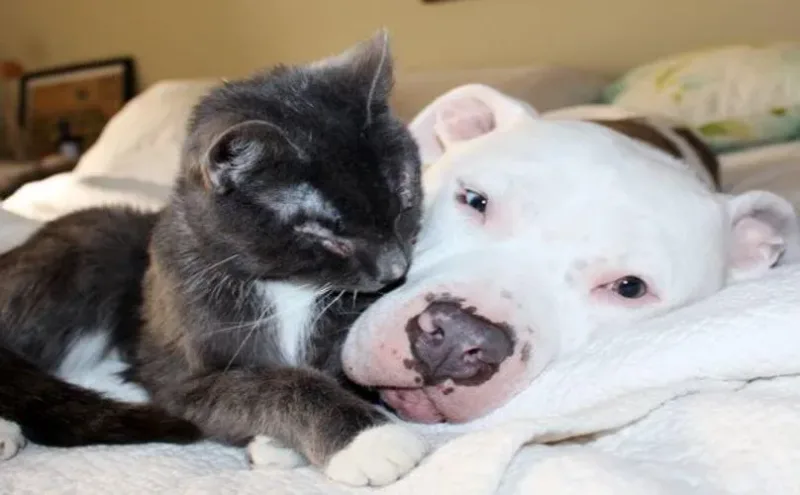 Un chat de gouttière aveugle trouve le meilleur ami du monde : un pitbull aux yeux incroyables.