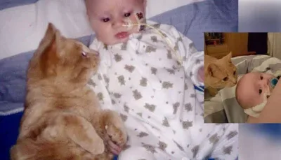 Un chat est resté au chevet de son petit frère humain et a aidé son petit cœur à guérir