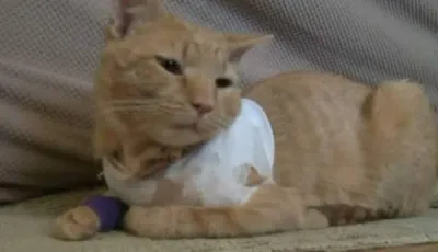 Un chat reçoit une balle en lieu et place d’un enfant de trois ans, et sauve la vie de ce dernier.