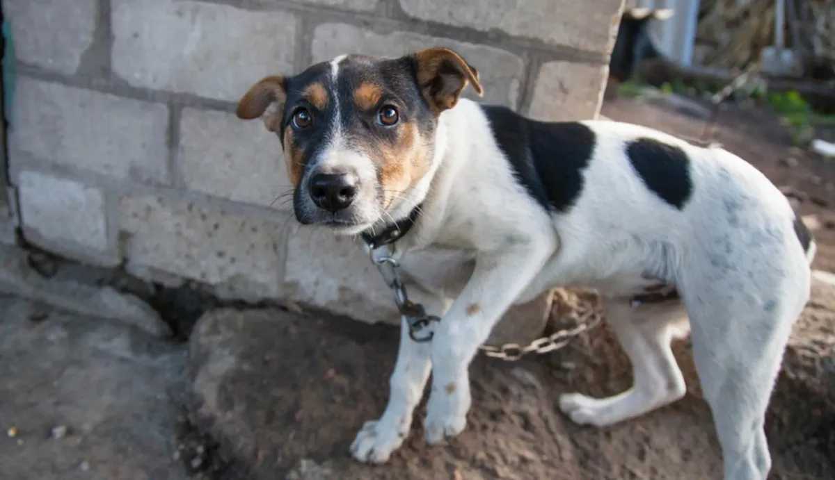 Un « chien d’extérieur », ça n’existe pas.