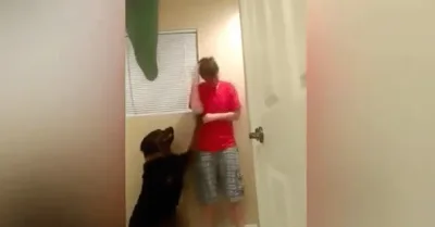 Un chien fidèle parvient à calmer sa propriétaire, atteinte du syndrome d’Asperger, après que cette dernière ait tenté de se faire du mal.