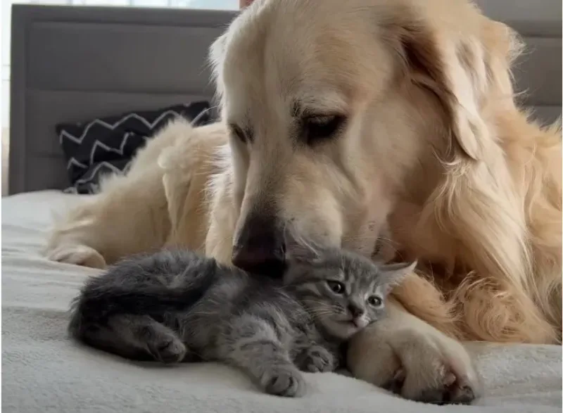 Un chien géant rencontre un minuscule chaton et sa réaction fait fondre le cœur de plus de 4,2 millions de personnes