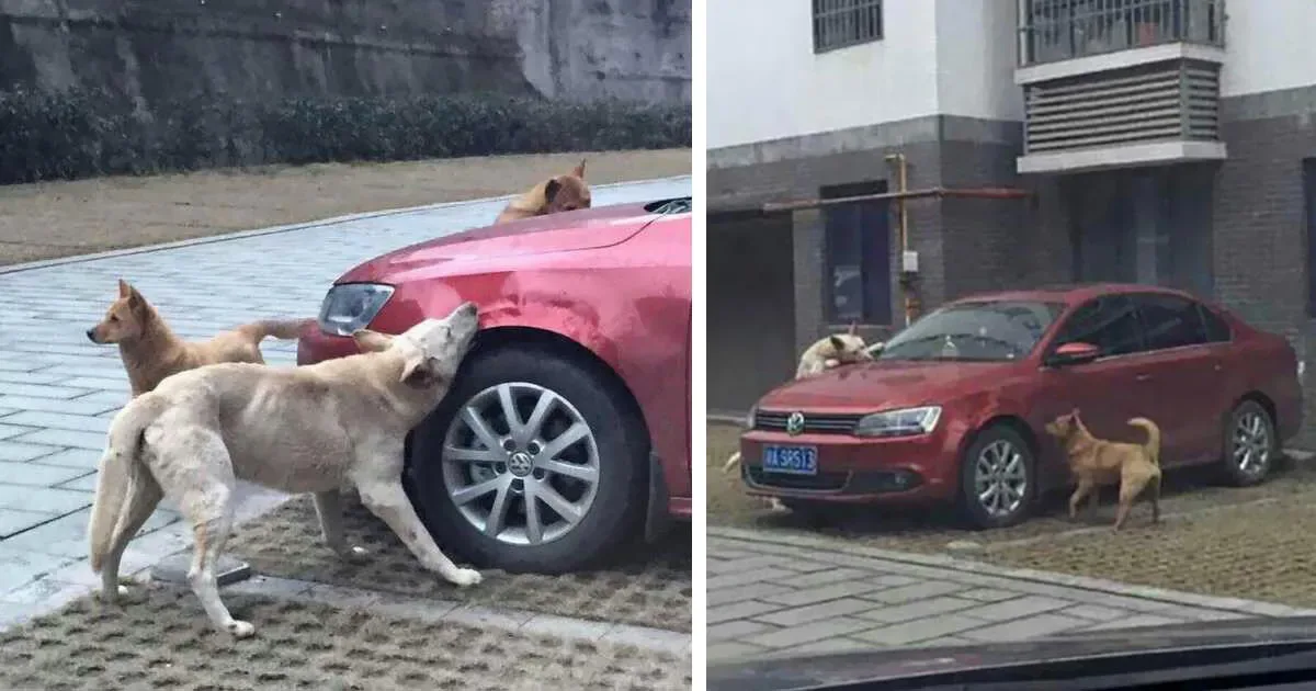 Un chien se venge de l’homme qui l’a frappé en rameutant une horde de chiens pour détruire sa voiture.