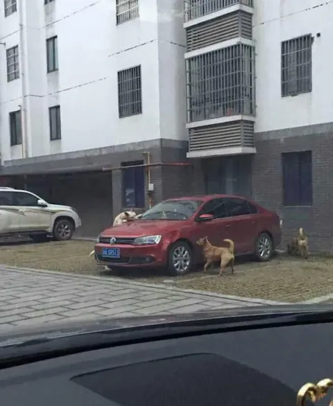 Revanche chien 2