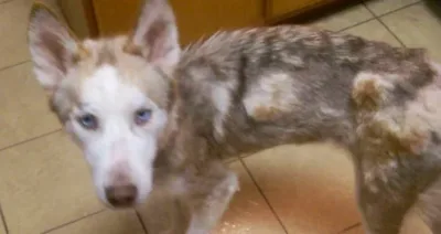 Un couple recueille un chien affamé et le voit se transformer sous ses yeux