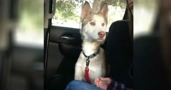 Un couple recueille un chien 15