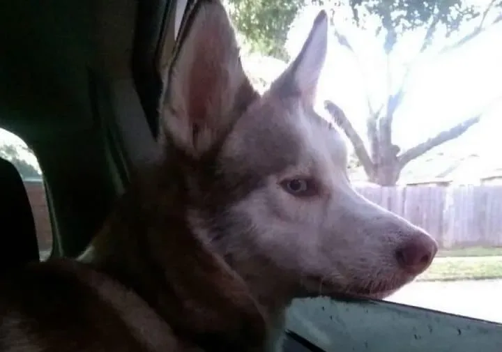 Un couple recueille un chien 22