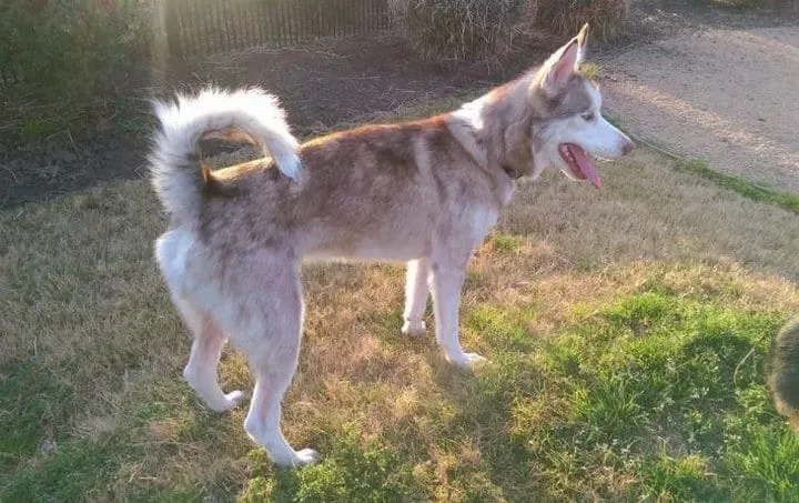 Un couple recueille un chien 24