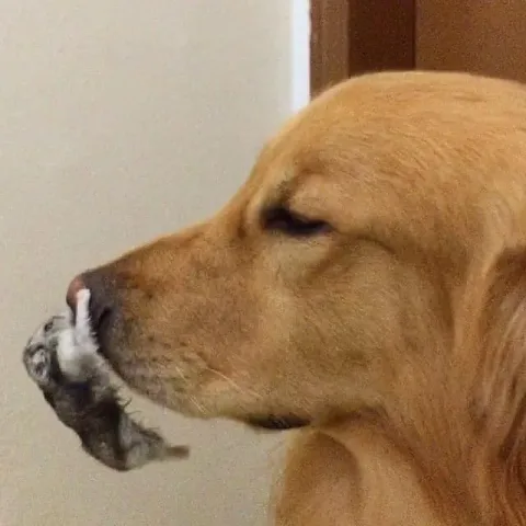 2111