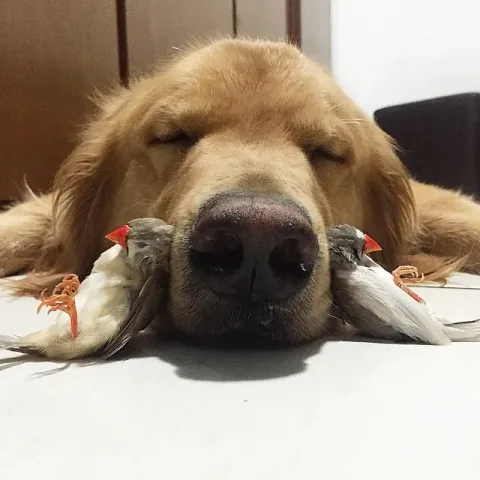 513