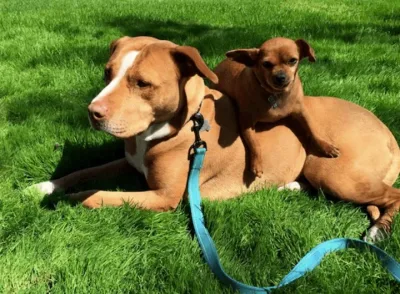 Un homme est venu adopter une femelle pitbull dans un refuge, mais elle refusait de quitter son meilleur ami