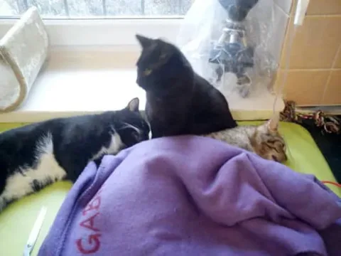 Chat infirmier 6