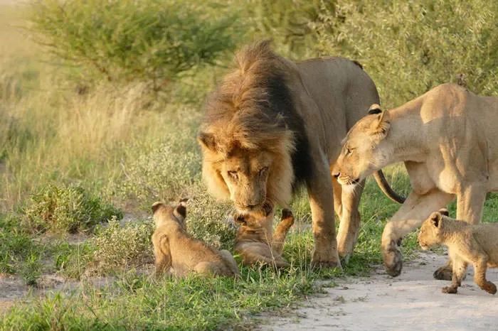 121415-Lion-Lioness-Walk-Up-To-An-Injured-Fox-4