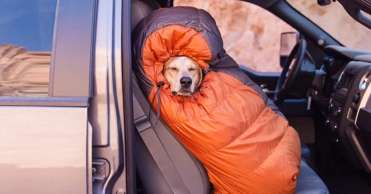 Un photographe embarque Maddie, la chienne qu’il a recueillie, dans des aventures toujours plus épiques.