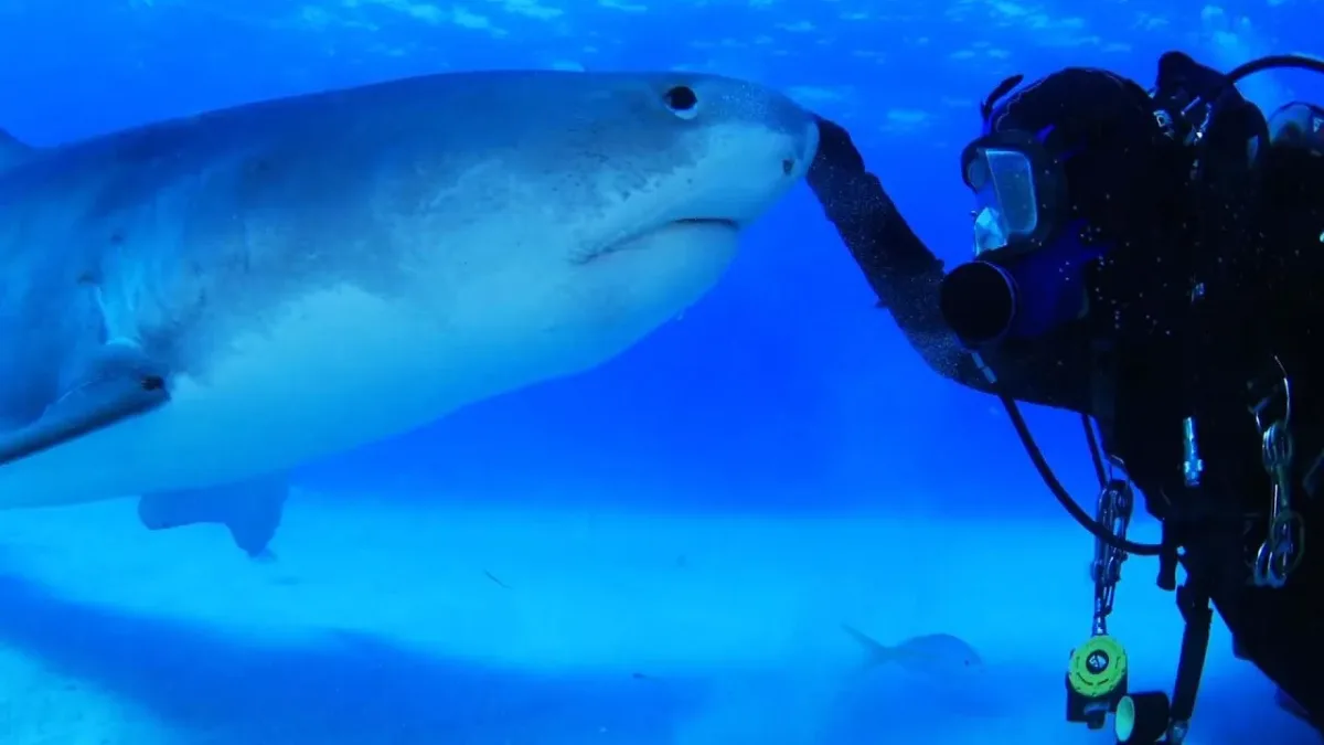 Un plongeur scaphandrier est ami avec un requin tigre de 4,5 mètres depuis plus de deux décennies