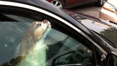 Femme voiture police chaleur