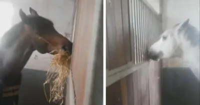 Un propriétaire a été surpris de voir son cheval manger très prêt du mur, jusqu’à ce qu’il réalise qu’il partageait son foin avec un ami.