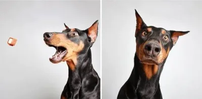 Un refuge met des chiens dans un photomaton pour les faire adopter, et les résultats sont inattendus !