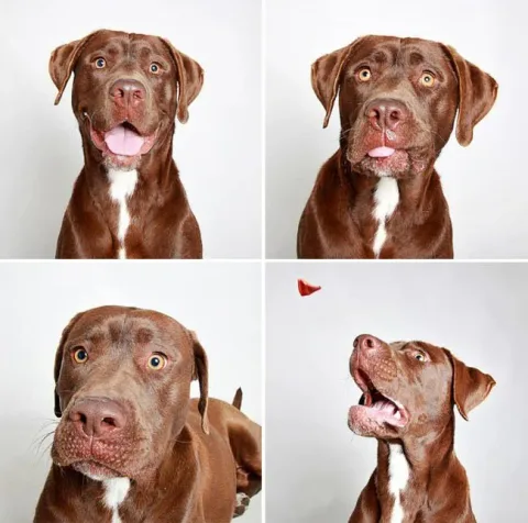 Chiens photomaton 3