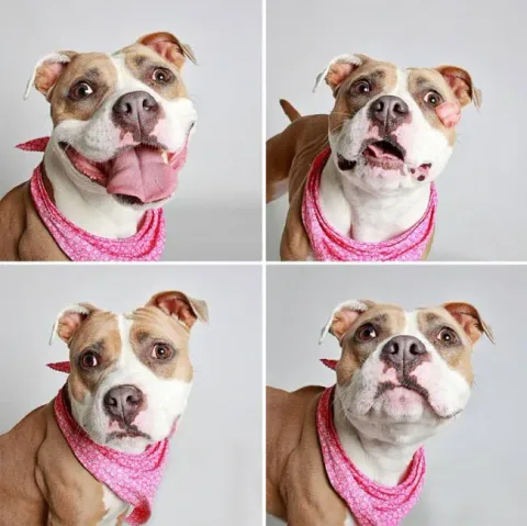 Chiens photomaton 13