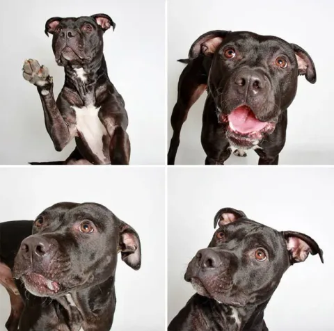 Chiens photomaton 10