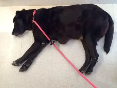 AUSTIN ANIMAL CENTER