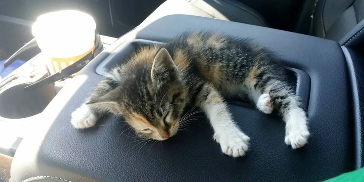 Une chatonne sans abri s’est endormie dans le camion de son sauveur, il n’a pas voulu la réveiller