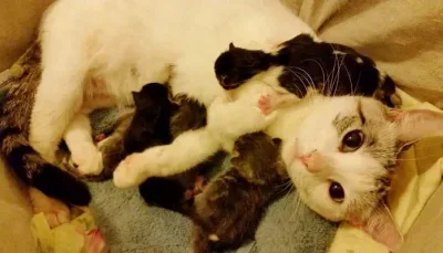 Une chatte errante choisit une famille pour l’aider à mettre au monde ses bébés