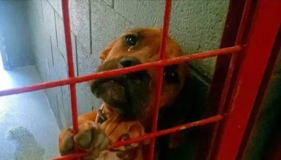Une chienne abandonnée photographiée dans un refuge avec les larmes aux yeux