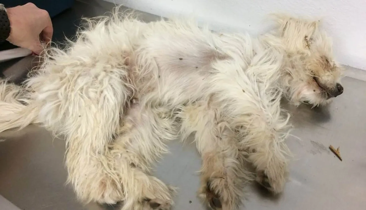 Une chienne « décédée » gisant au milieu de la route est sauvée par l’homme le plus attentionné au monde.