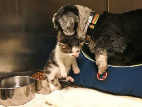 Chien chaton abandonne 4