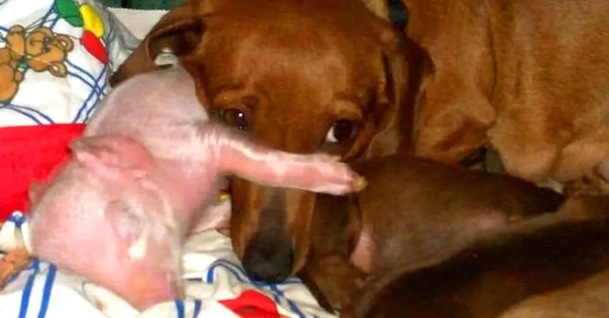 Une femelle teckel adopte un porcelet orphelin. Préparez-vous à être émus par ce spectacle irrésistible !