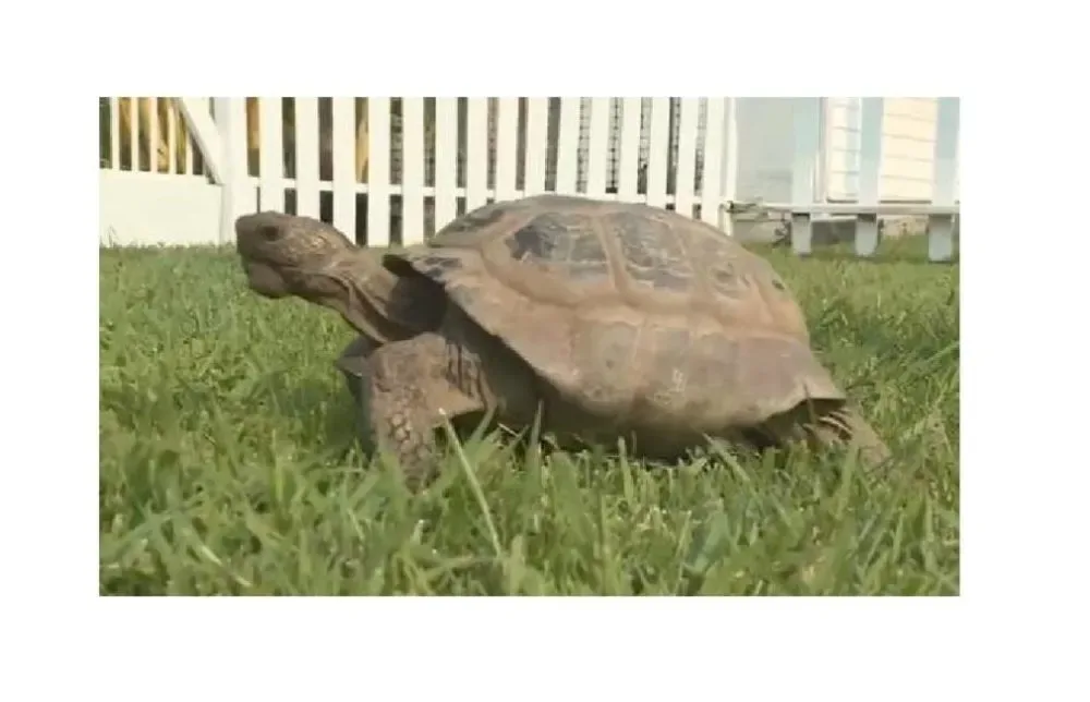 Une femme a retrouvé sa tortue perdue âgée de 100 ans dont elle partageait l’existence depuis 55 ans.