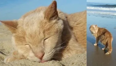 Une Femme Sauve un Chat de 21 Ans, et se met en Tête de l’Aider à Bien Finir Ses Jours