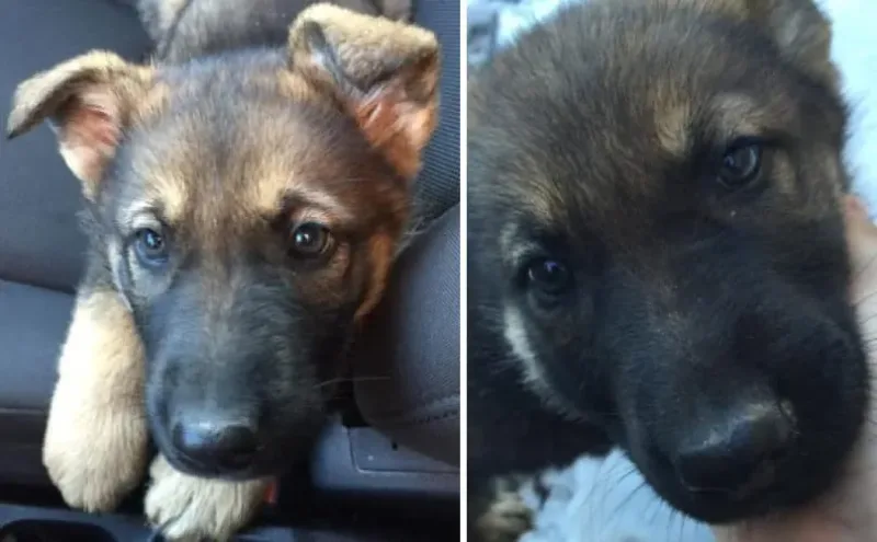 Une petite chienne jetée comme un déchet trouve un nouveau meilleur ami dans l’homme qui l’a sauvée