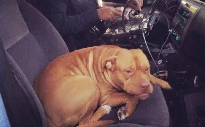 Une pitbull perdue se jette dans une voiture de police pour y chercher de l’aide