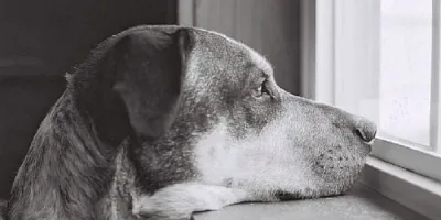 Voici ce que votre chien pense réellement de vous. Cela risque de vous toucher profondément.
