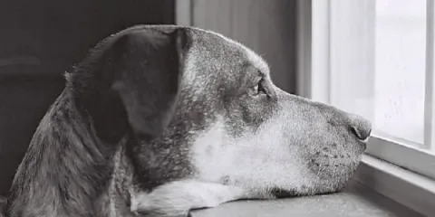 Voici_ce_que_votre_chien-f