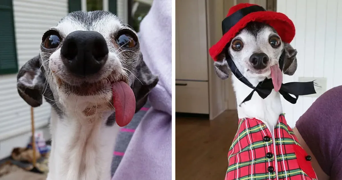Voici Zappa, la chienne à la langue pendante, sosie de Sid dans l’Âge de glace.