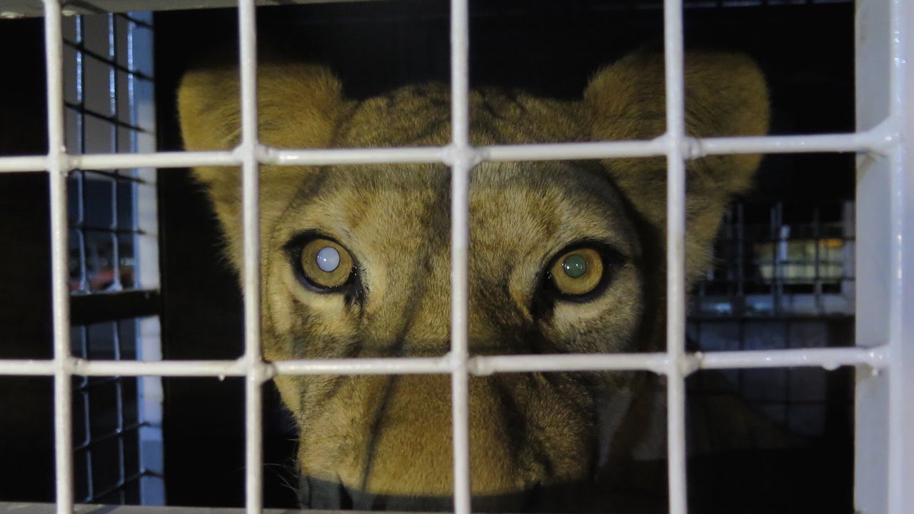 Roaring rescued lions free at last